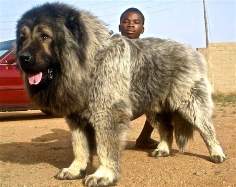 giant russian bear dog|largest caucasian shepherd dog.